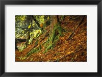 Framed Ancient Trees