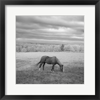 Framed Lone Horse