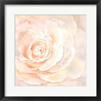 Blush Rose Closeup I Framed Print