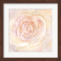 Framed Blush Rose Closeup II