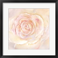 Blush Rose Closeup II Framed Print