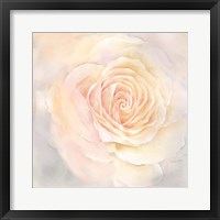 Blush Rose Closeup III Framed Print