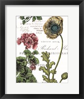 Botanical Postcard Color III Framed Print