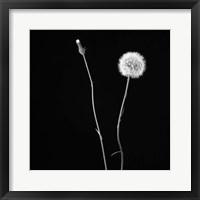 Framed Wish Flower II