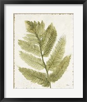 Framed 'Forest Ferns I Antique' border=