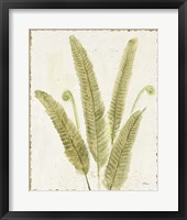 Forest Ferns II v2 Antique Framed Print
