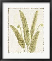 Framed 'Forest Ferns II v2 Antique' border=