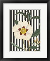 Herbal Botanical XXVII Bold Framed Print