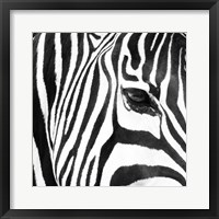 Framed Zebra Up Close