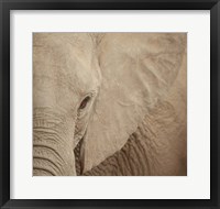 Framed Elephant Up Close
