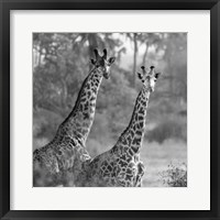 Framed Pair of Giraffes
