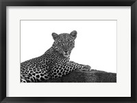 Framed Leopard in Black and White