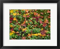 Framed Fallen Autumnal Leaves, Kodaiji Temple, Japan