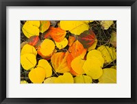 Framed Close-Up of Fallen Leaves, Maroon Creek Valley, Aspen, Colorado