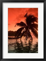 Framed Palm Trees at Sunset, Moorea, Tahiti, French Polynesia