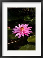 Framed Close-up of Water Lily Flower in a Pond, Tahiti, French Polynesia