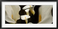 Framed Close-up of Calla Lily Flowers