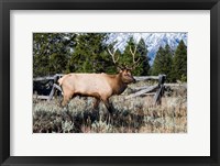 Framed Elk in Field, Grand Teton National Park, Wyoming