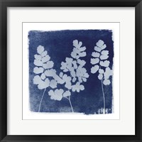 Framed Flora Cyanotype II