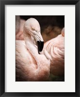 Framed Chilean Flamingo II