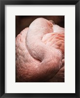 Framed Chilean Flamingo I