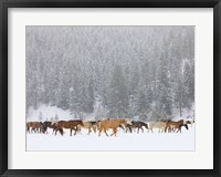 Framed Montana Horses