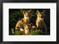 Framed Red Fox Kits