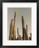 Framed Desert Cacti