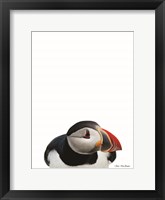 Framed Artic Puffin