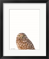 Framed Young Owl