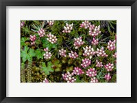 Framed Helichrysum Meyeri-Johannis Bale Mountains National Park Ethiopia