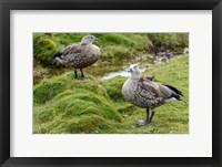 Framed Blue-Winged Goose, Cyanochen Cyanoptera Bale Mountains National Park Ethiopia