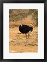 Framed Sossusvlei Male Ostrich, Namib-Naukluft National Park,  Namibia