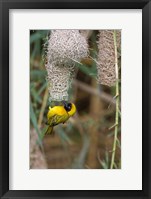 Framed Male Masked Weaver Building a Nest, Namibia