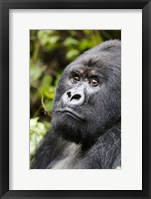 Framed Silverback Mountain Gorilla, Volcanoes National Park, Rwanda