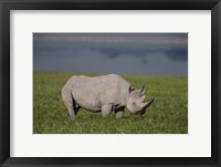 Framed Black Rhinoceros at Ngorongoro Crater, Tanzania