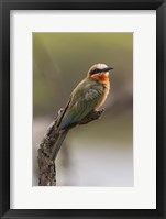 Framed White-Fronted Bee-Eater, Serengeti National Park, Tanzania