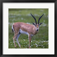 Framed Grant's Gazelle, Serengeti National Park, Tanzania