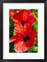 Framed Hibiscus, Tunisia