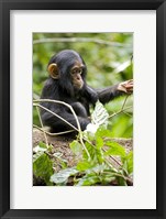 Framed Uganda, Kibale National Park, Infant Chimpanzee