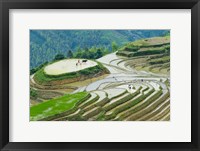 Framed Rice Terrace with Water Buffalo, Longsheng, Guangxi Province, China