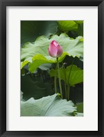 Framed Lotus in a pond, Suzhou, Jiangsu Province, China