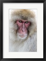 Framed Portrait of a Monkey, Japan