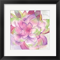 Sweet Succulents III Framed Print