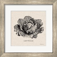 Framed 'Burlap Vegetable BW Sketch Lettuce' border=