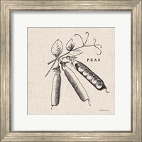 Framed 'Burlap Vegetable BW Sketch Peas' border=