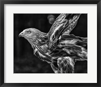 Framed Red Kite Taking Off  - Black & White