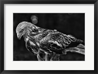 Framed Red Kite Looking Down - Black & White