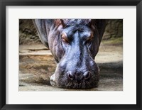 Framed Hippo