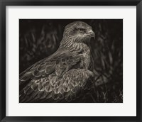 Framed Predator Bird Sepia